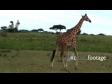 Giraffe 3 1247